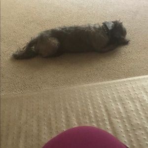 Meet your Posher, Cassandra